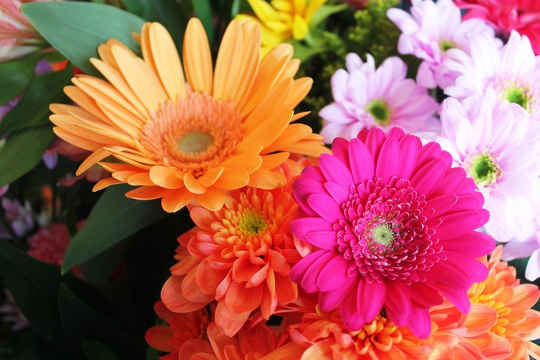 Gerbera daisies.