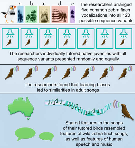 finch vocalizations