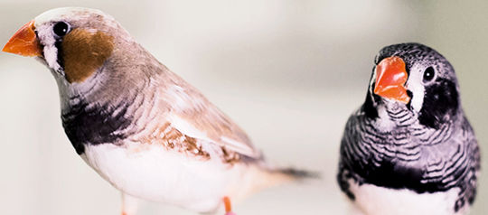 Two zebra finches. (Credit: Raina Fan/McGill)