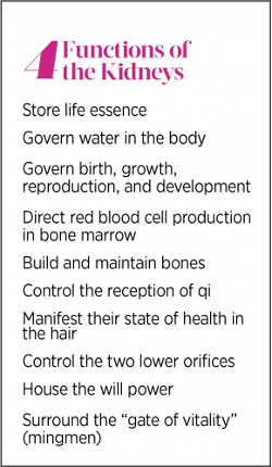 kidney functions