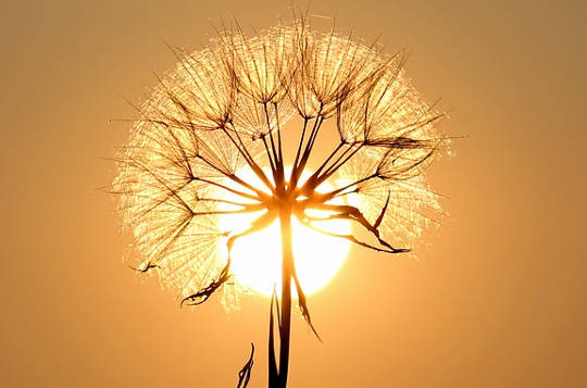 dandelion sun