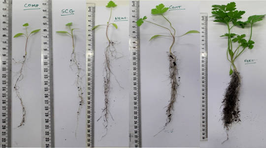 Parsley plants after 70 days in soil