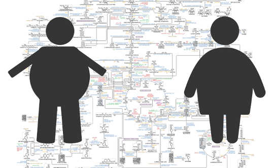 There Are Many Types Of Obesity, So Which One Matters To Your Health?