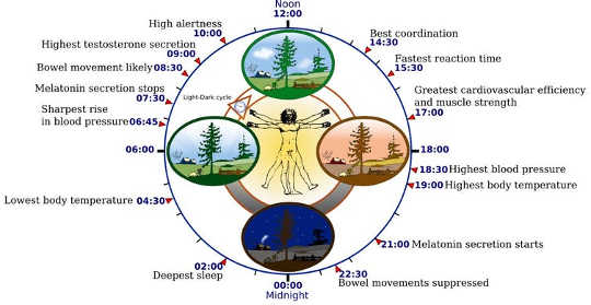 Simple Blood Test Could Read People's Internal Clock