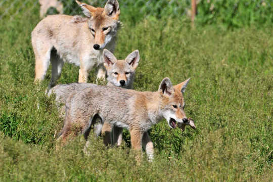 How Coyote Puppies Adjust To Life Around People How Coyote Puppies Adjust To Life Around People