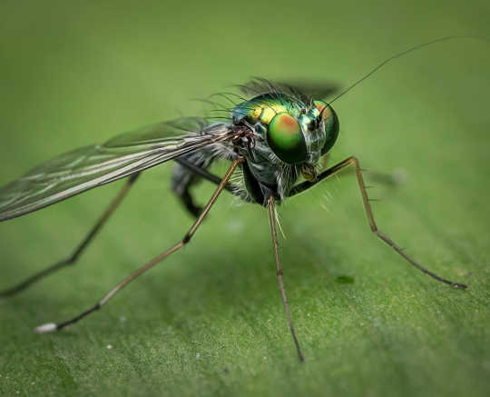 How Climate Change Is Killing Off Earth’s Little Creatures