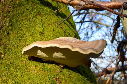 Nature’s First Aid Kit: A Fungus Growing On The Side Of Birch Trees