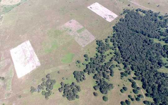 How Conserving Nature's Umbrella Species Could Benefit Whole Habitats