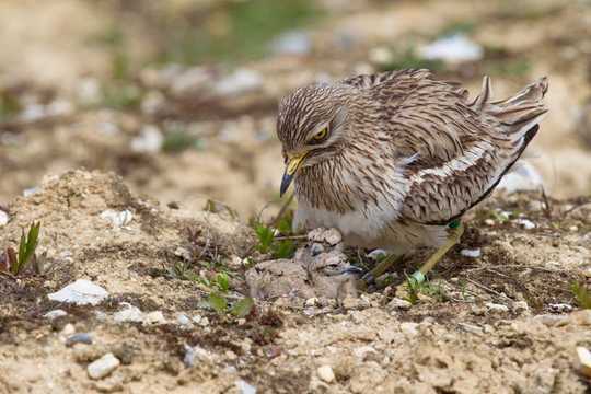 How Conserving Nature's Umbrella Species Could Benefit Whole Habitats