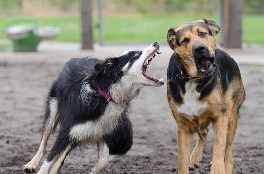 Animals 'R Us: All Who Inhabit This Earth Are A Part Of Us Animals 'R Us: All Who Inhabit This Earth Are A Part Of Us