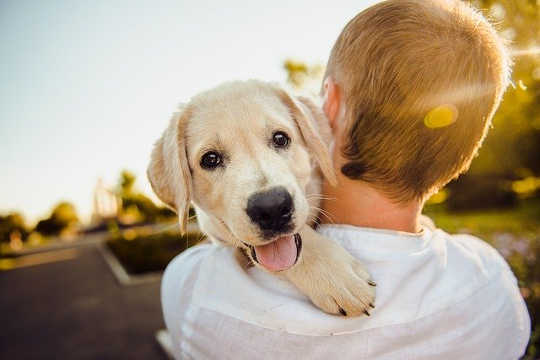 Dogs Never Lie About Love and Happiness Dogs Never Lie About Love and Happiness