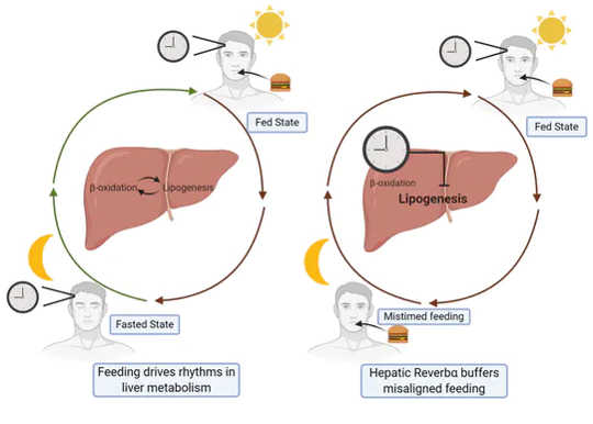 How REVERB? stops circadian rhythm ‘disruptions’