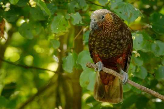 Bird Species Are Facing Extinction Hundreds Of Times Faster Than Previously Thought