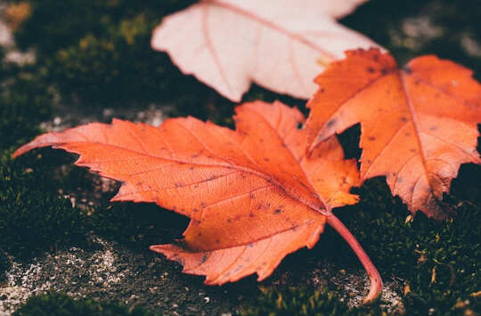 autumn leaves