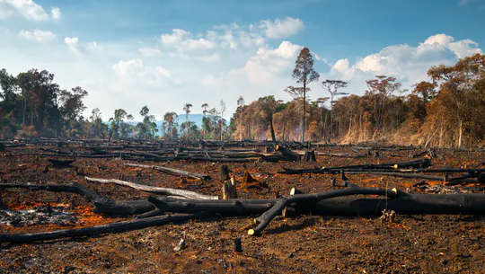 Regrowing A Tropical Forest – Is It Better To Plant Trees Or Leave It To Nature?