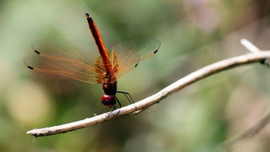 Spirit Touching Briefly into Form: Wisdom from a Damselfly Spirit Touching Briefly into Form: Wisdom from a Damselfly