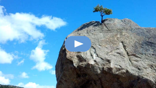 a lone tree growing off the top of a bare cliff