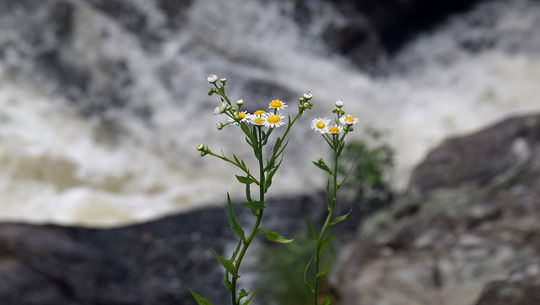 chamomile plants in bloom