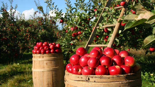 It's Important to be Open to Miracles bushels of apples