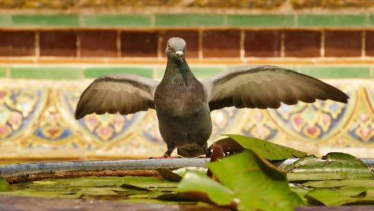 a dove with wings spread out