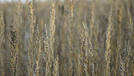 Mugwort (Artemisia vulgaris)