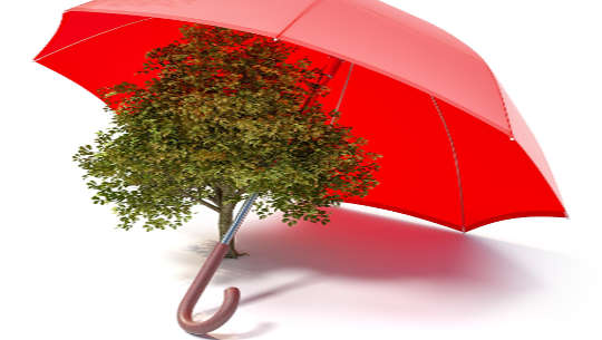 a tree covered by an umbrella