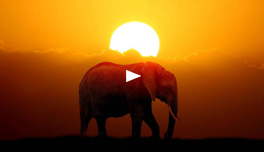 elephant walking in front of a setting sun