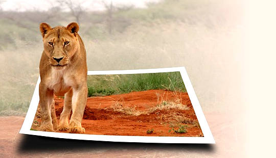 a lioness coming to life and stepping out of a photograph