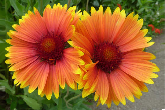 a pair of vibrant orange flowers