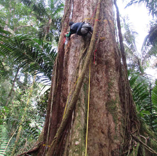 A Colombian colleague measures a giant Dipteryx tree in the Chocó rainforest. Zorayda Restrepo Correa, A Colombian colleague measures a giant Dipteryx tree in the Chocó rainforest. Zorayda Restrepo Correa,