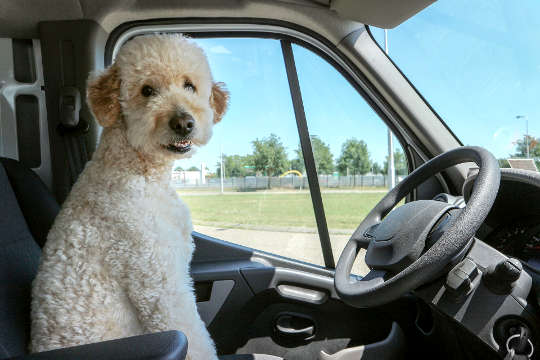 a dog sitting in the driver's seat of a vehicle