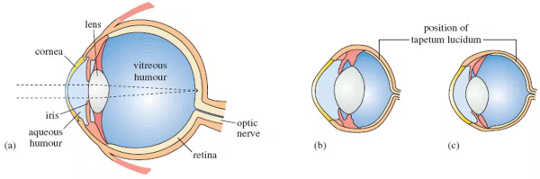 Why Do Animals’ Eyes Glow In The Dark? why eyes glow in dark2 3 12