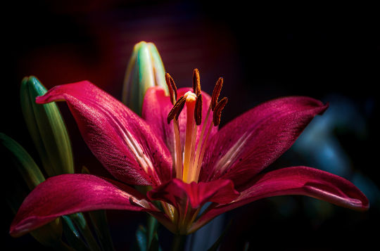 a vibrantly red daylily with some unopened buds