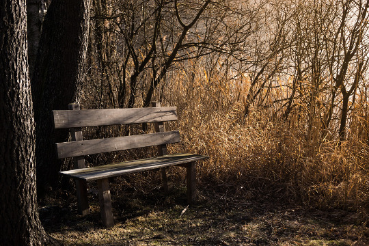 a bench out in nature