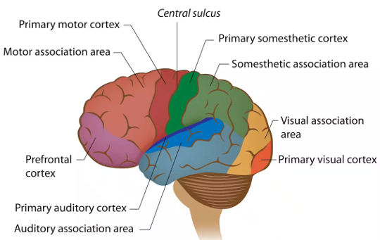 How Much Energy Do We Expend Thinking and Using Our Brain?