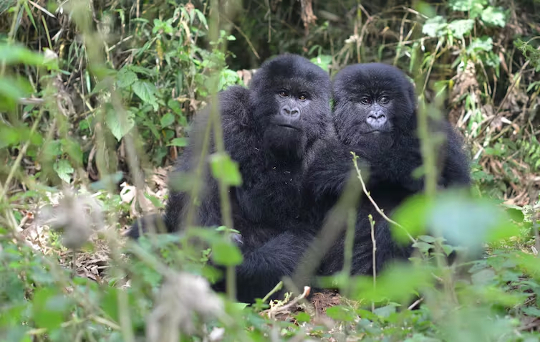 mountain gorillas