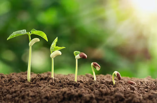 plants sprouting from the soil