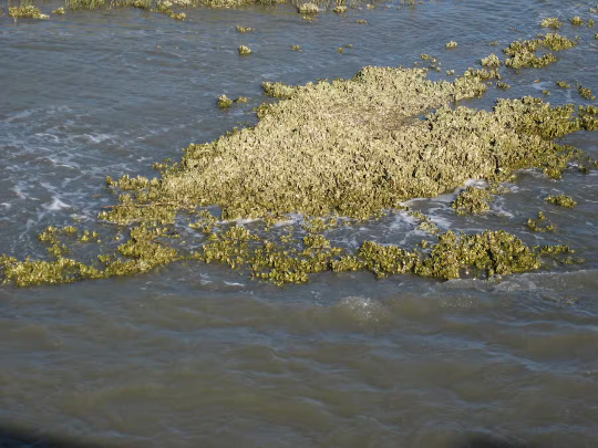 How Beavers And Oysters Are Helping Restore Lost Ecosystems how beavers improve ecosystems3 1 28