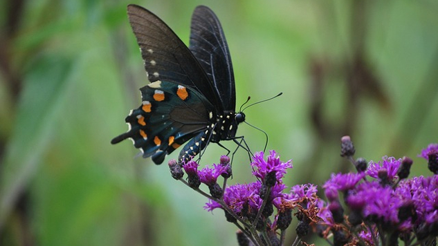 butterfly on a flowering branch