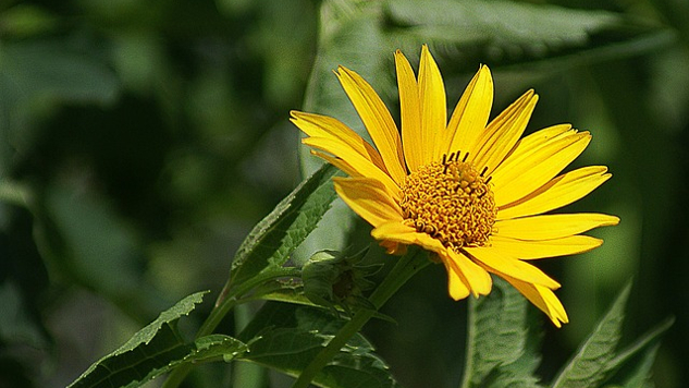 a sunflower in its full radiance