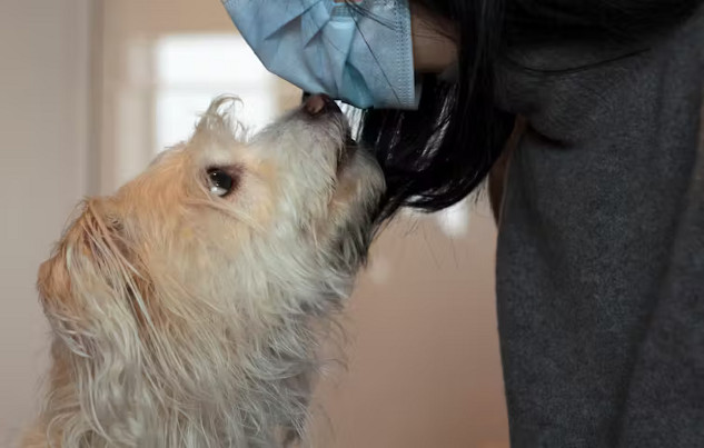 A dog sniffing a human's skin, symbolizing the detection of diseases through a dog's superior sense of smell