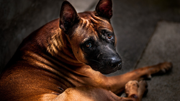 dog with a very expressive sad face