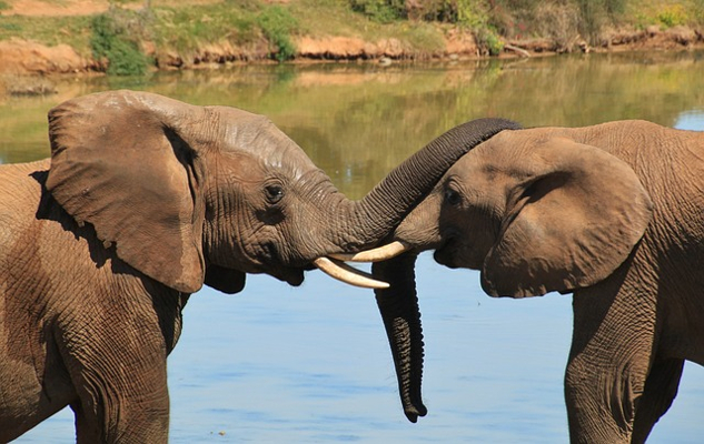 two elephants close up and trunks touching