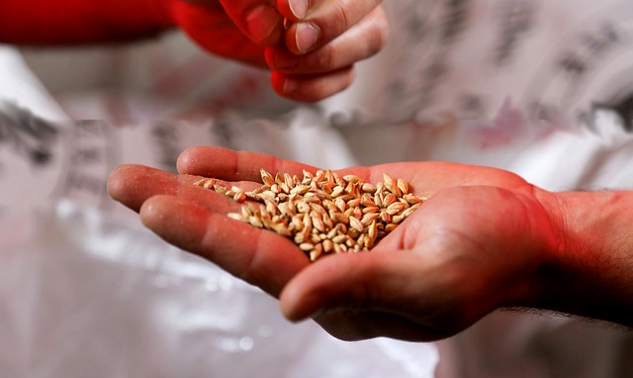 a hand dropping seeds into someone else's hand