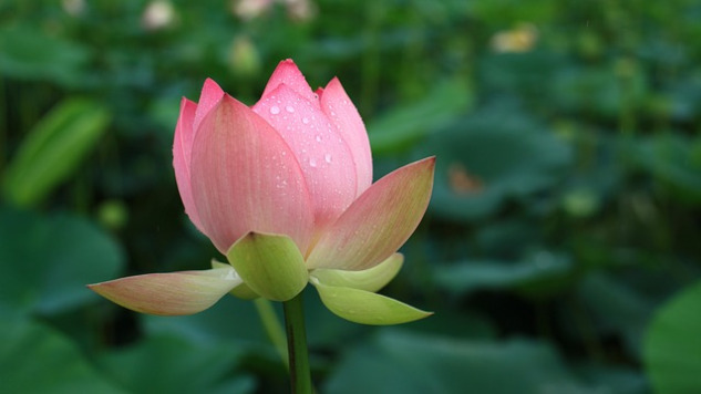 a pink lotus bud starting to bloom open