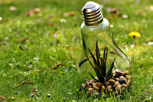 a plant growing safe and protected inside a lightbulb