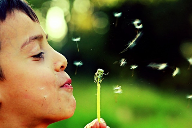 a person blowing the seeds of a spent dandelion flower