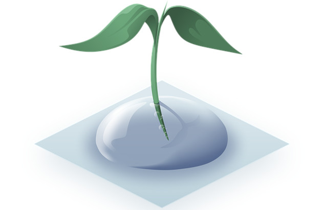 a green aquatic seedling growing