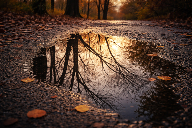 InnerSelf Magazine: February 2, 2026 autumn trees reflected in a calm pool of water
