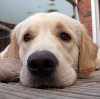 Article: Natural Therapies for Arthritic Pets by Shawn Messonnier DVM